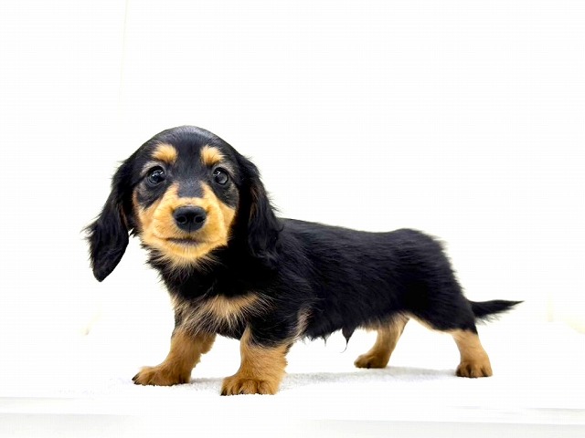 東京都のミニチュアダックスフンド(ロング) (かねだい本町田店/2025年12月19日生まれ/男の子/ブラックタン)の子犬の2枚目の画像