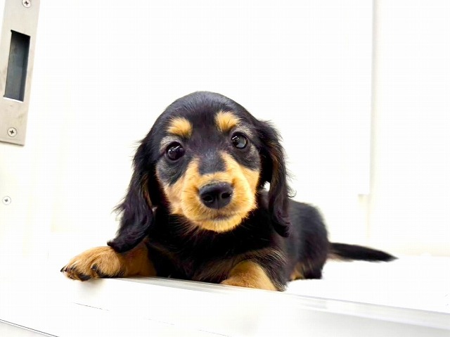 東京都のミニチュアダックスフンド(ロング) (かねだい本町田店/2025年12月19日生まれ/男の子/ブラックタン)の子犬の4枚目の画像