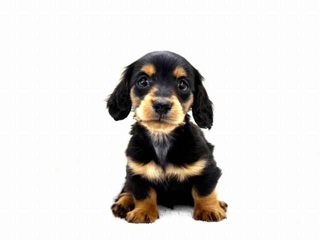 東京都のミニチュアダックスフンド(ロング) (かねだい本町田店/2025年12月20日生まれ/男の子/ブラックタン)の子犬の1枚目の画像