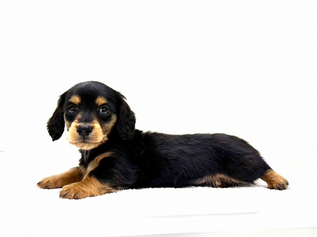 東京都のミニチュアダックスフンド(ロング) (かねだい本町田店/2025年12月20日生まれ/男の子/ブラックタン)の子犬の2枚目の画像