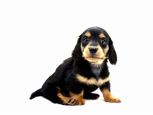 東京都のミニチュアダックスフンド(ロング) (かねだい本町田店/2025年12月20日生まれ/男の子/ブラックタン)の子犬の3枚目の画像