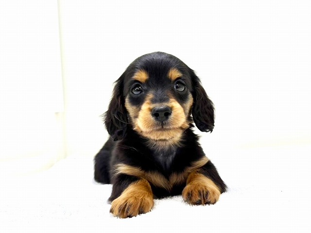 東京都のミニチュアダックスフンド(ロング) (かねだい本町田店/2025年12月20日生まれ/男の子/ブラックタン)の子犬の4枚目の画像