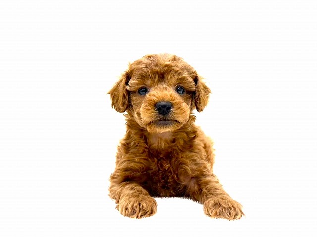 東京都のトイプードル(トイ) (かねだい本町田店/2025年12月20日生まれ/男の子/レッド)の子犬の1枚目の画像