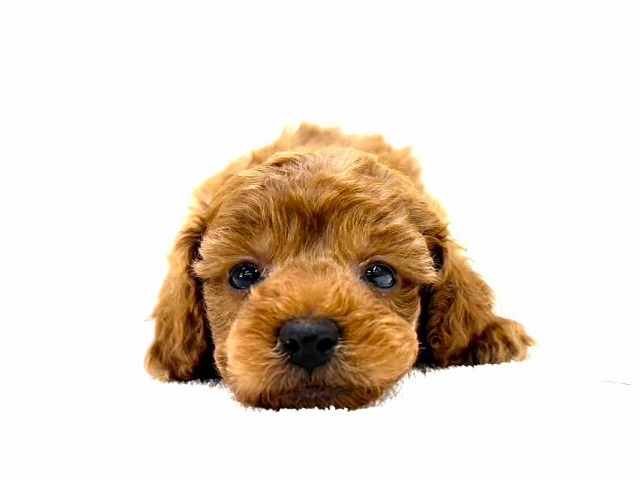 東京都のトイプードル(トイ) (かねだい本町田店/2025年12月20日生まれ/男の子/レッド)の子犬の2枚目の画像