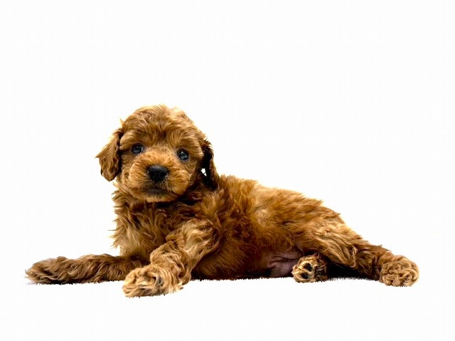 東京都のトイプードル(トイ) (かねだい本町田店/2025年12月20日生まれ/男の子/レッド)の子犬の3枚目の画像