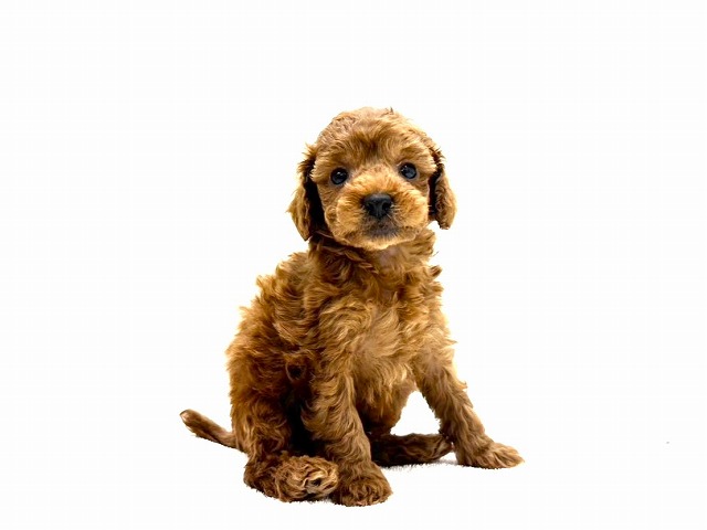 東京都のトイプードル(トイ) (かねだい本町田店/2025年12月20日生まれ/男の子/レッド)の子犬の4枚目の画像