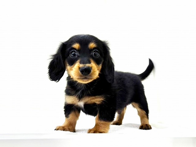 東京都のミニチュアダックスフンド(ロング) (かねだい本町田店/2025年12月19日生まれ/男の子/ブラックタン)の子犬の1枚目の画像