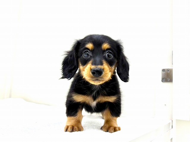 東京都のミニチュアダックスフンド(ロング) (かねだい本町田店/2025年12月19日生まれ/男の子/ブラックタン)の子犬の2枚目の画像