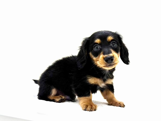 東京都のミニチュアダックスフンド(ロング) (かねだい本町田店/2025年12月19日生まれ/男の子/ブラックタン)の子犬の3枚目の画像