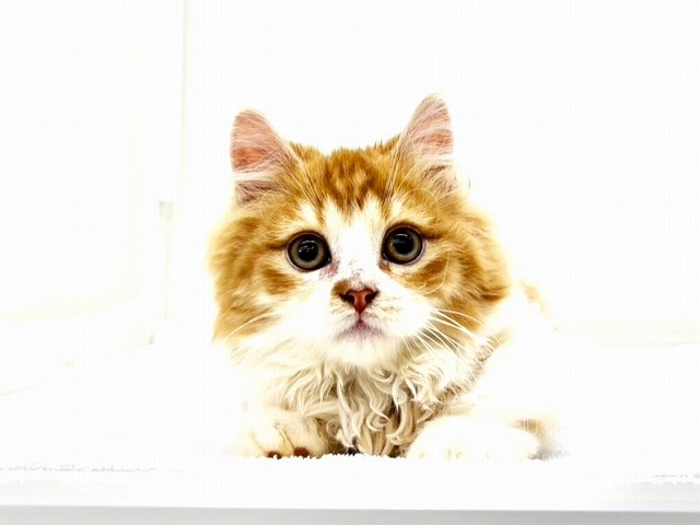 東京都のマンチカン (かねだい本町田店/2025年11月22日生まれ/男の子/レッドタビーホワイト)の子猫の1枚目の画像