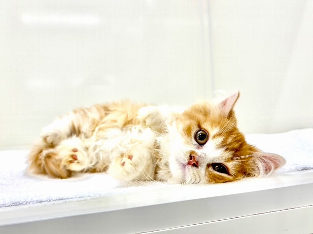 東京都のマンチカン (かねだい本町田店/2025年11月22日生まれ/男の子/レッドタビーホワイト)の子猫の2枚目の画像
