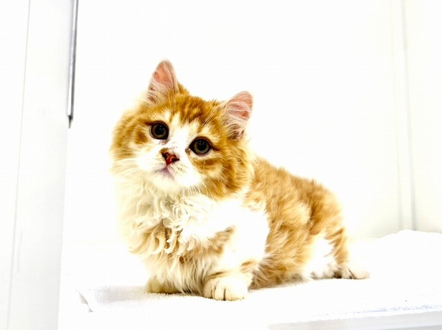 東京都のマンチカン (かねだい本町田店/2025年11月22日生まれ/男の子/レッドタビーホワイト)の子猫の3枚目の画像