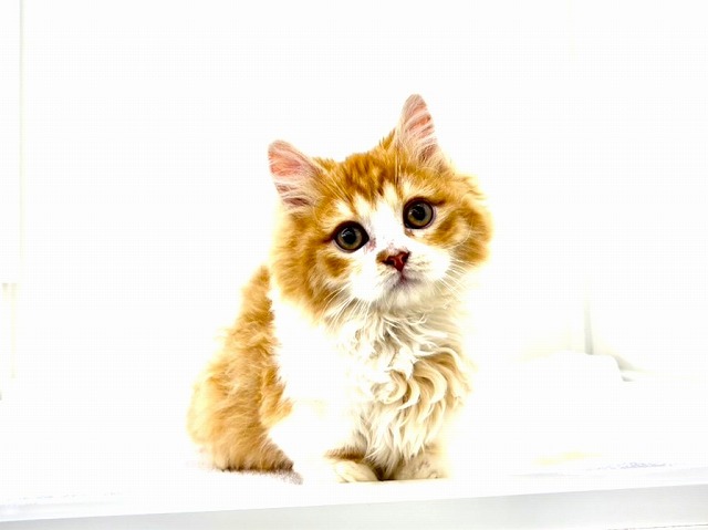 東京都のマンチカン (かねだい本町田店/2025年11月22日生まれ/男の子/レッドタビーホワイト)の子猫の4枚目の画像