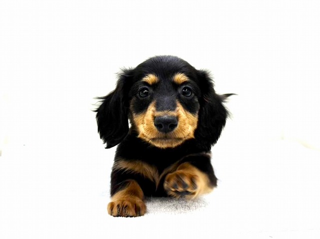 東京都のミニチュアダックスフンド(ロング) (かねだい本町田店/2025年12月19日生まれ/男の子/ブラックタン)の子犬の1枚目の画像