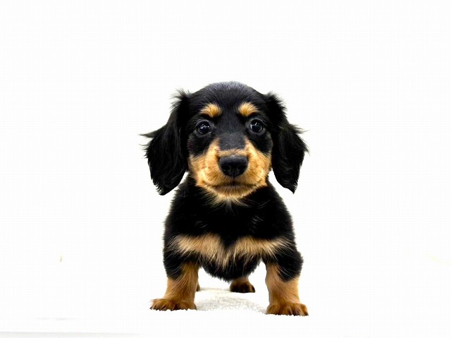 東京都のミニチュアダックスフンド(ロング) (かねだい本町田店/2025年12月19日生まれ/男の子/ブラックタン)の子犬の3枚目の画像