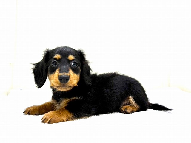 東京都のミニチュアダックスフンド(ロング) (かねだい本町田店/2025年12月19日生まれ/男の子/ブラックタン)の子犬の4枚目の画像