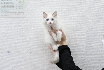 神奈川県のラグドール (かねだい伊勢原店/2025年12月20日生まれ/女の子/ブルーポイントバイカラー)の子猫