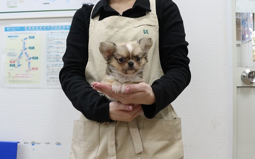 神奈川県のMIX犬（父：ペキニーズ×母：ロング・チワワ） (かねだい伊勢原店/2025年12月21日生まれ/男の子/フォーンホワイト)の子犬