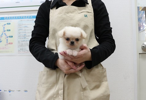 神奈川県のMIX犬（父：ペキニーズ×母：ロング・チワワ） (かねだい伊勢原店/2025年12月21日生まれ/男の子/クリーム)の子犬