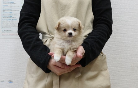 神奈川県のチワプー/プーチー(チワワ×プードル) (かねだい伊勢原店/2025年12月12日生まれ/女の子/クリームホワイト)の子犬