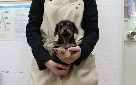 神奈川県のミニチュアダックスフンド(ロング) (かねだい伊勢原店/2025年12月20日生まれ/男の子/ブラックタン)の子犬