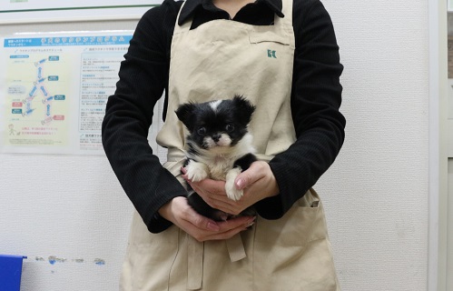 神奈川県のチワワ(ロング) (かねだい伊勢原店/2025年12月16日生まれ/男の子/ブラックホワイト)の子犬