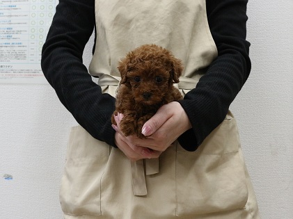 神奈川県のトイプードル(トイ) (かねだい伊勢原店/2025年12月18日生まれ/女の子/レッド)の子犬