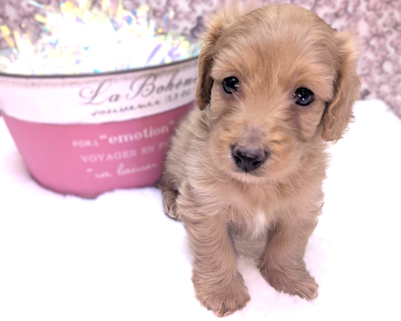 茨城県のハーフ犬・ミックス犬 (かねだいペットトライアル利根川/2025年12月21日生まれ/男の子/イエロー)の子犬の1枚目の画像