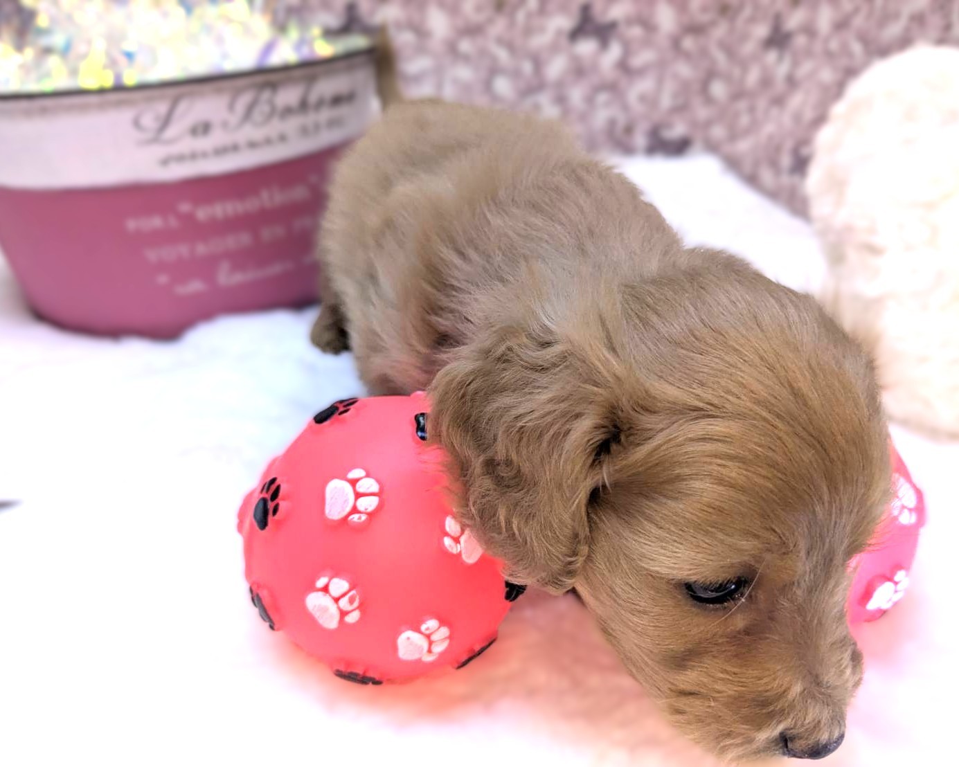 茨城県のハーフ犬・ミックス犬 (かねだいペットトライアル利根川/2025年12月21日生まれ/男の子/イエロー)の子犬の3枚目の画像