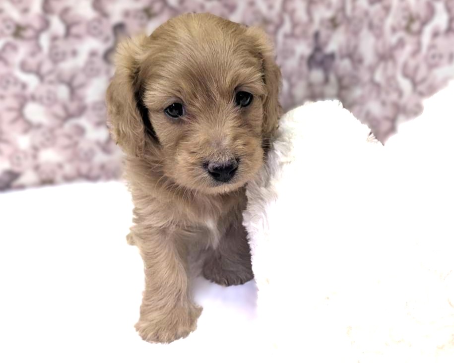 茨城県のハーフ犬・ミックス犬 (かねだいペットトライアル利根川/2025年12月21日生まれ/男の子/イエロー)の子犬の4枚目の画像