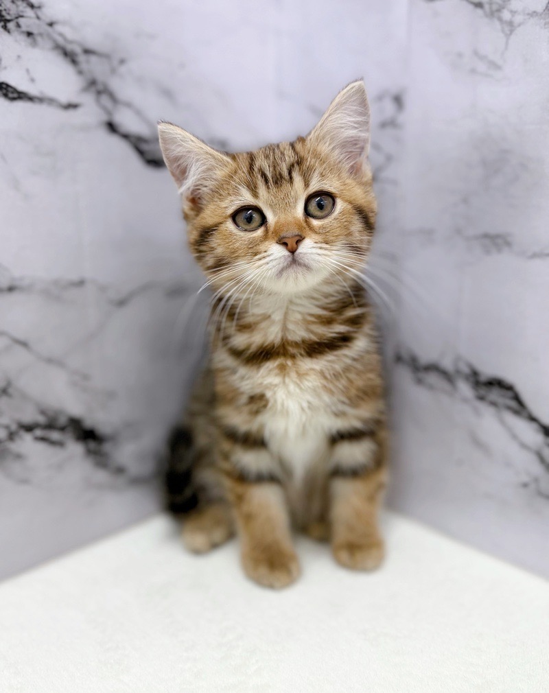 神奈川県のマンチカン (かねだい東戸塚店/2025年12月7日生まれ/女の子/ブラウンタビー)の子猫の1枚目の画像