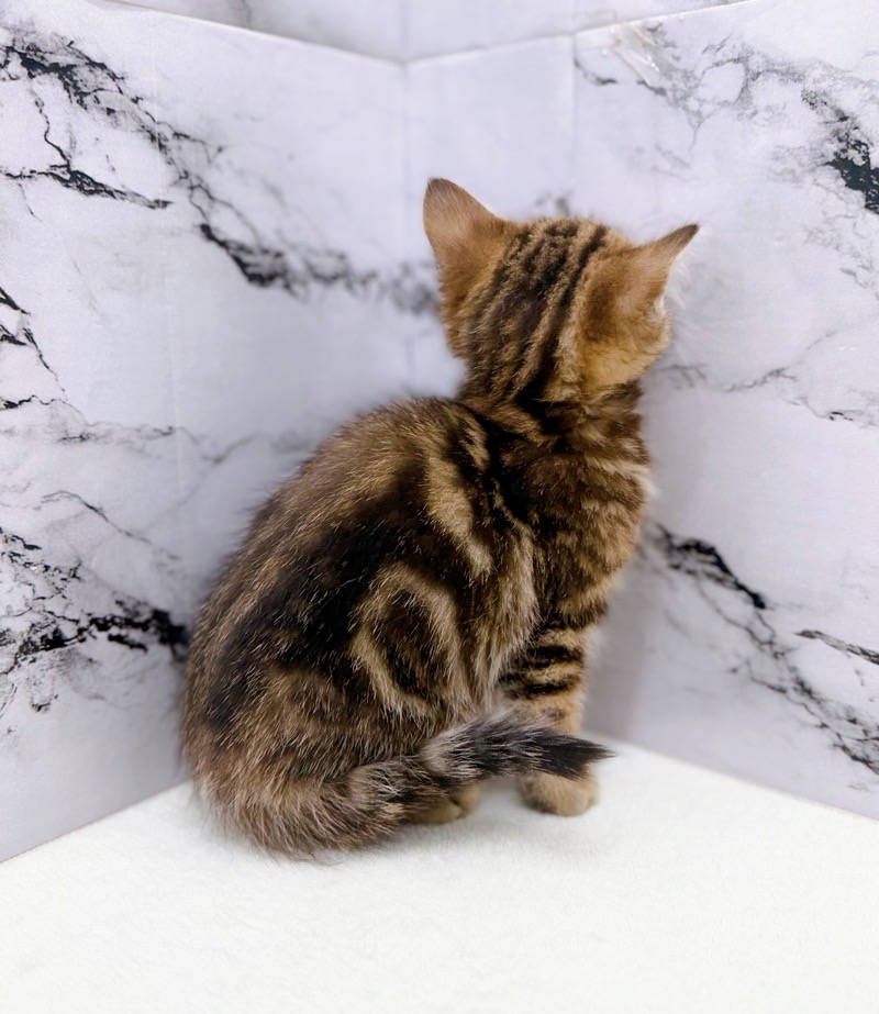 神奈川県のマンチカン (かねだい東戸塚店/2025年12月7日生まれ/女の子/ブラウンタビー)の子猫の2枚目の画像