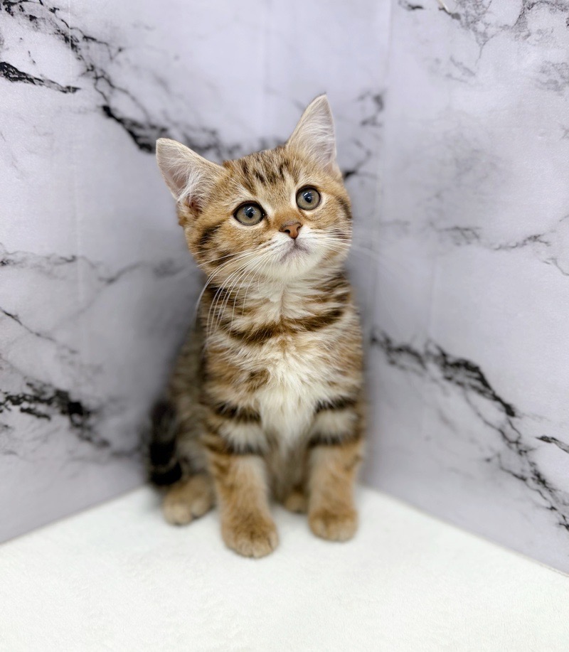 神奈川県のマンチカン (かねだい東戸塚店/2025年12月7日生まれ/女の子/ブラウンタビー)の子猫の3枚目の画像