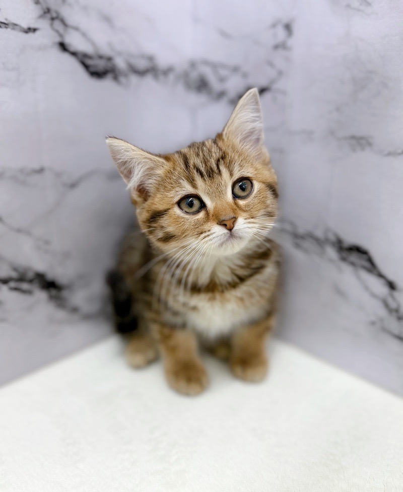 神奈川県のマンチカン (かねだい東戸塚店/2025年12月7日生まれ/女の子/ブラウンタビー)の子猫の4枚目の画像