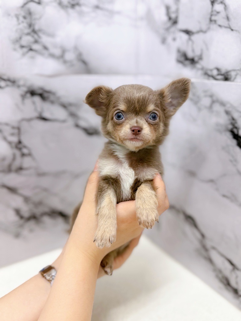 神奈川県のチワワ(ロング) (かねだい東戸塚店/2025年12月20日生まれ/男の子/イザベラタンホワイト)の子犬の1枚目の画像