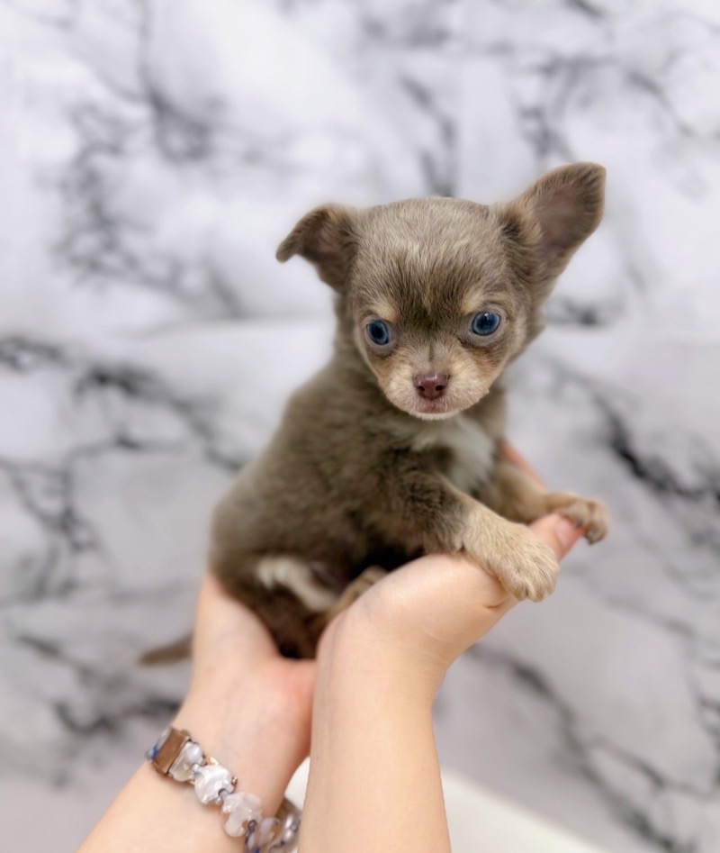 神奈川県のチワワ(ロング) (かねだい東戸塚店/2025年12月20日生まれ/男の子/イザベラタンホワイト)の子犬の2枚目の画像
