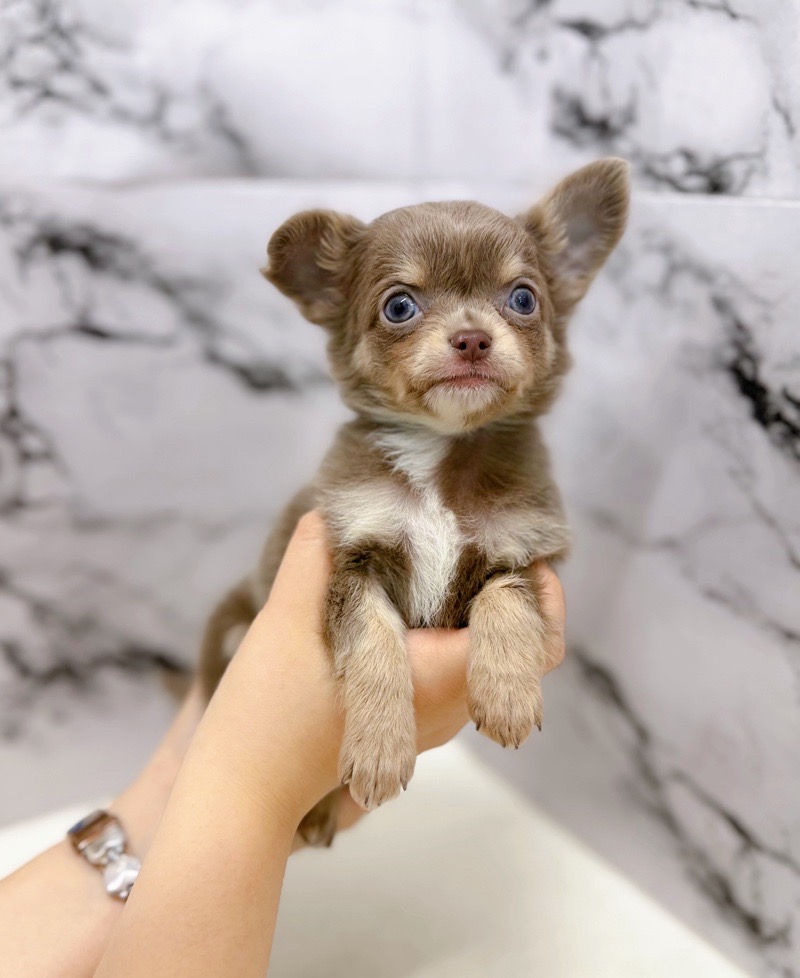 神奈川県のチワワ(ロング) (かねだい東戸塚店/2025年12月20日生まれ/男の子/イザベラタンホワイト)の子犬の3枚目の画像