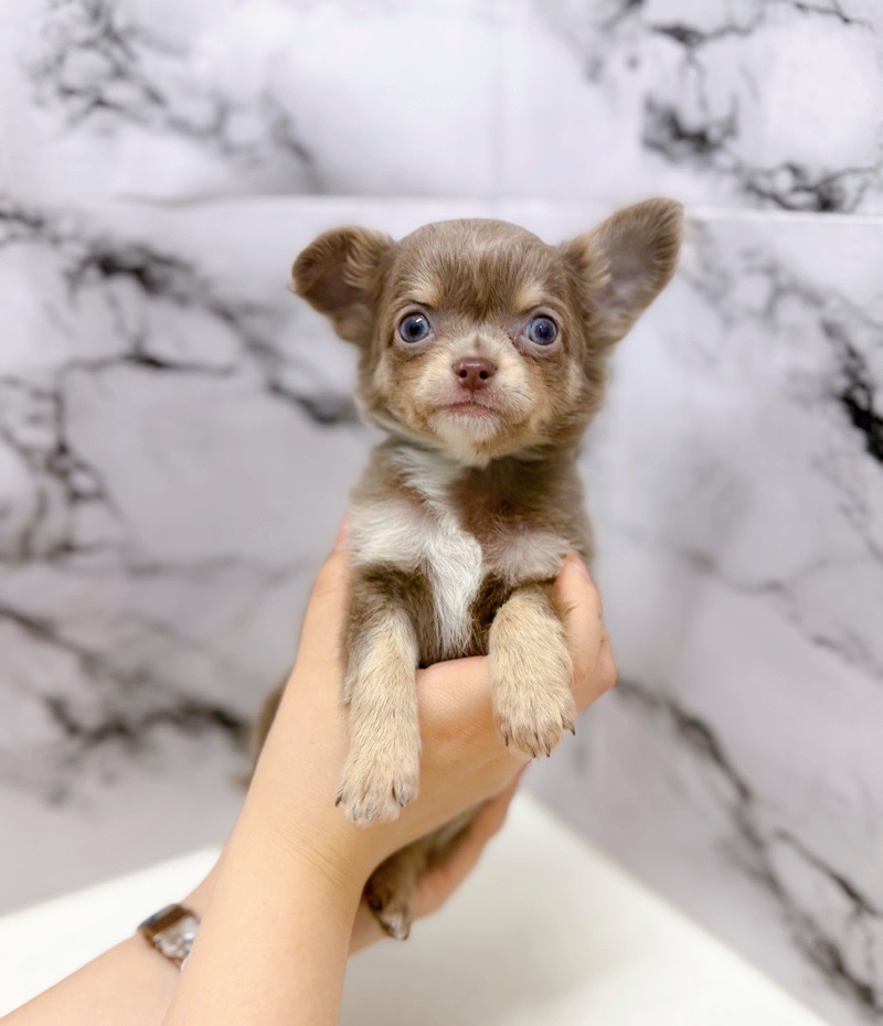 神奈川県のチワワ(ロング) (かねだい東戸塚店/2025年12月20日生まれ/男の子/イザベラタンホワイト)の子犬の4枚目の画像