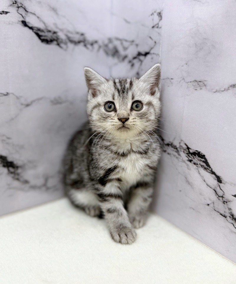 神奈川県のアメリカンショートヘアー (かねだい東戸塚店/2025年12月19日生まれ/女の子/シルバータビー)の子猫の1枚目の画像