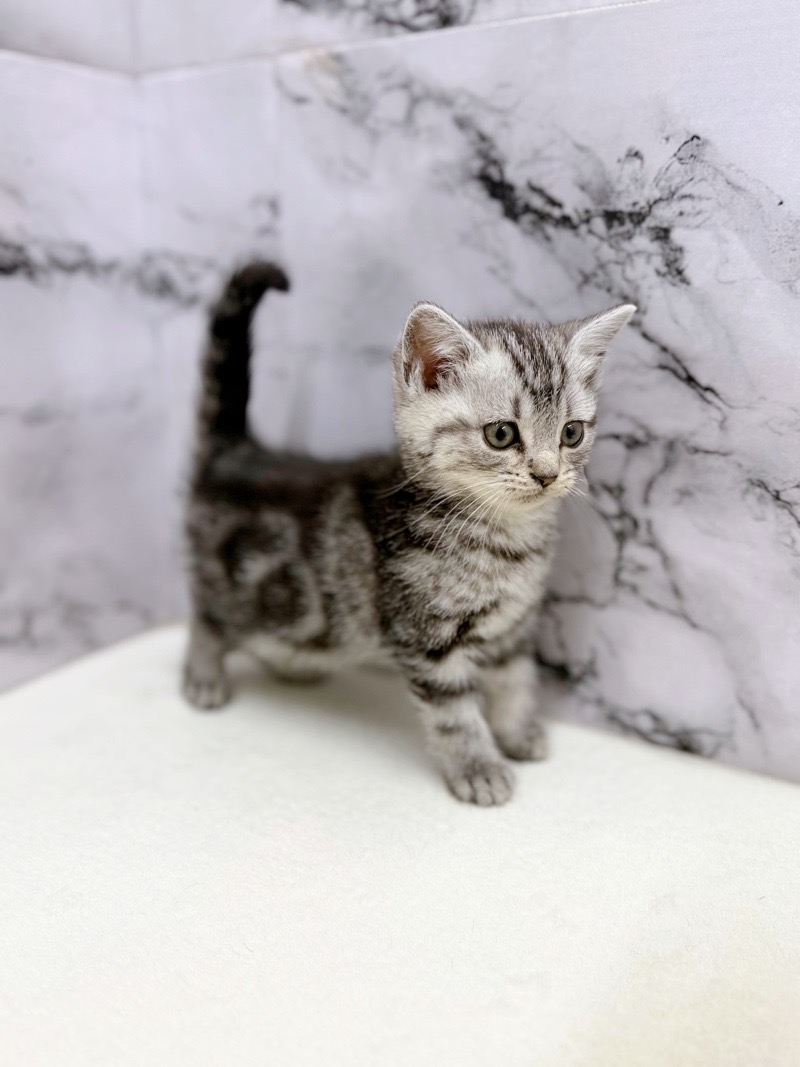 神奈川県のアメリカンショートヘアー (かねだい東戸塚店/2025年12月19日生まれ/女の子/シルバータビー)の子猫の2枚目の画像