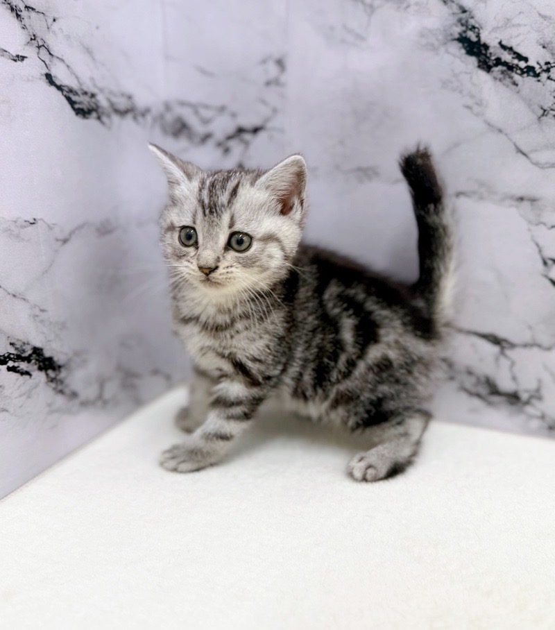 神奈川県のアメリカンショートヘアー (かねだい東戸塚店/2025年12月19日生まれ/女の子/シルバータビー)の子猫の4枚目の画像