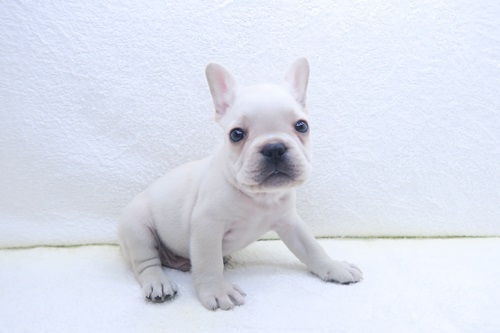 神奈川県のフレンチブルドッグ (かねだい海老名店/2025年12月21日生まれ/男の子/クリーム)の子犬