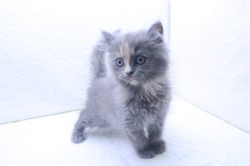 神奈川県のラガマフィン (かねだい海老名店/2025年12月20日生まれ/女の子/ブルークリーム)の子猫