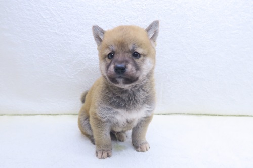 神奈川県の柴犬(標準サイズ) (かねだい海老名店/2025年12月20日生まれ/男の子/赤)の子犬