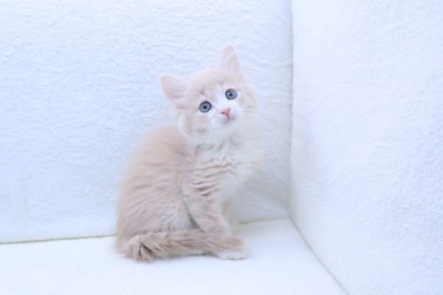 神奈川県のラガマフィン (かねだい海老名店/2025年12月21日生まれ/男の子/クリームホワイト)の子猫