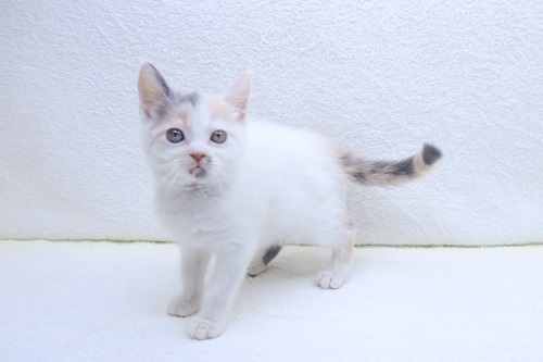 神奈川県のスコティッシュフォールド (かねだい海老名店/2025年12月21日生まれ/女の子/ダイリュートキャリコ)の子猫