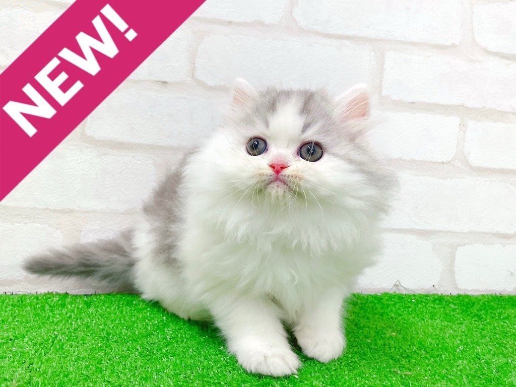 東京都のミヌエット (かねだい立川店/2025年12月21日生まれ/男の子/ブルータビーホワイト)の子猫の1枚目の画像