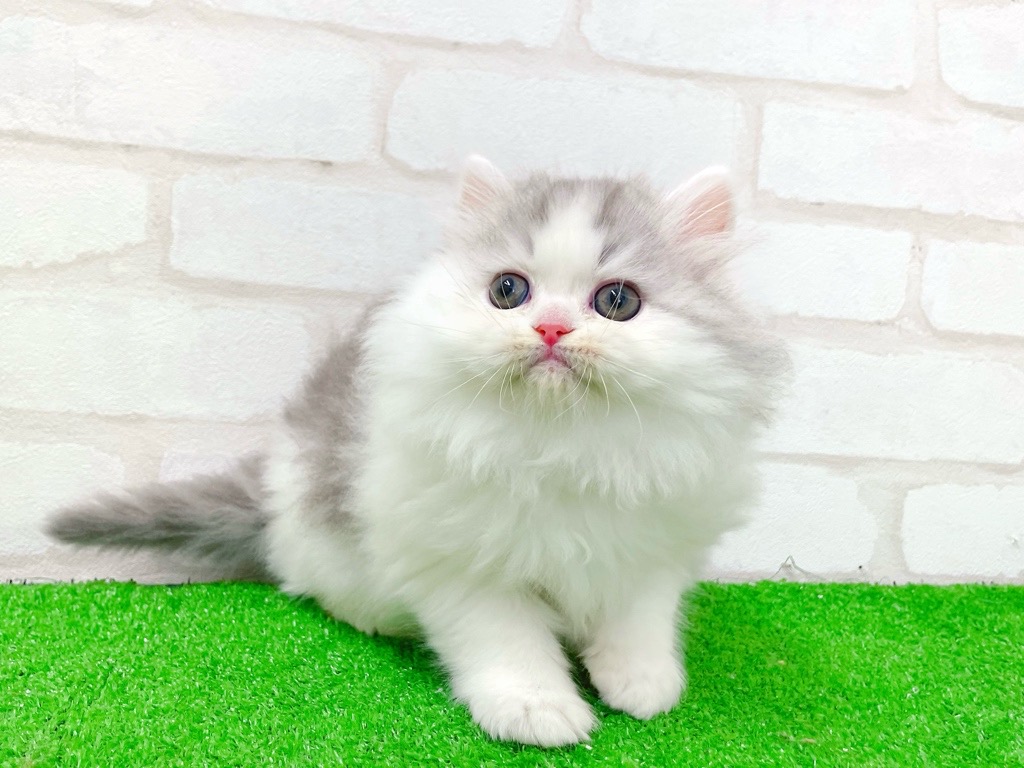 東京都のミヌエット (かねだい立川店/2025年12月21日生まれ/男の子/ブルータビーホワイト)の子猫の2枚目の画像