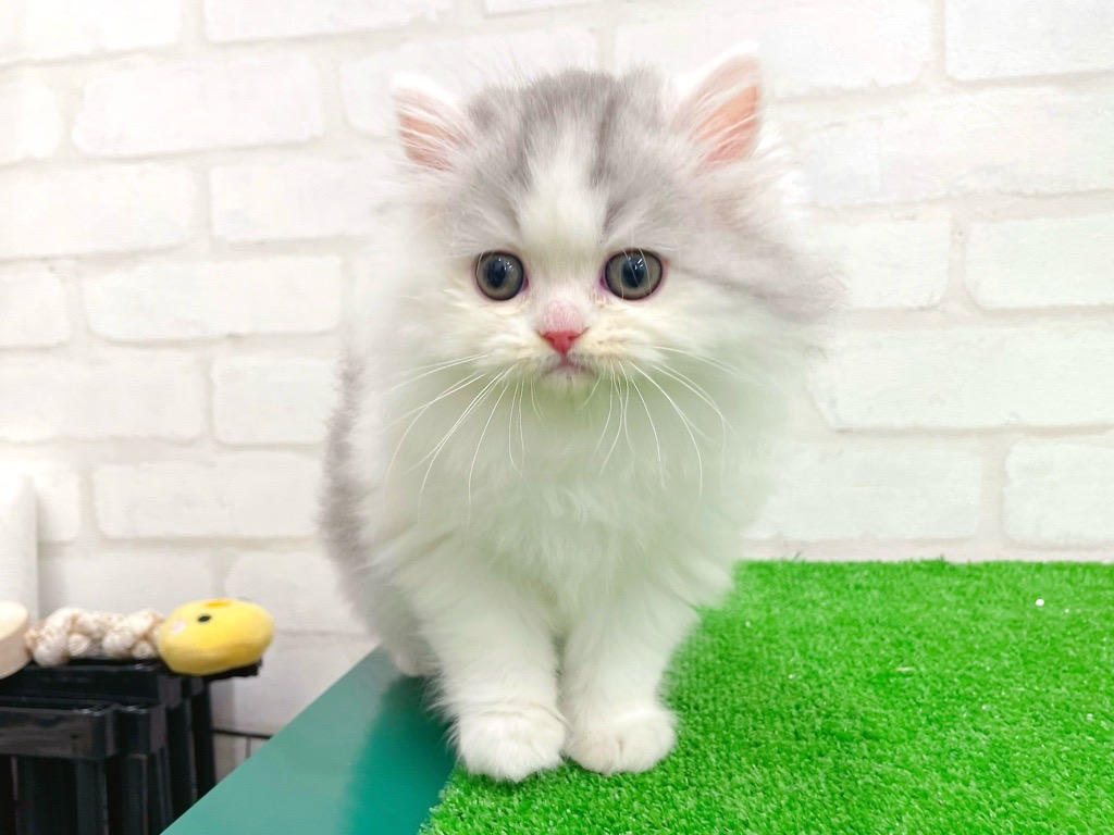 東京都のミヌエット (かねだい立川店/2025年12月21日生まれ/男の子/ブルータビーホワイト)の子猫の3枚目の画像