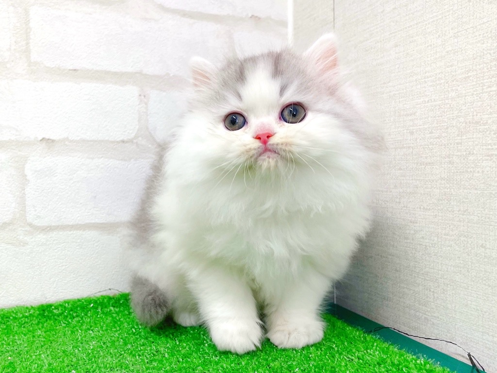 東京都のミヌエット (かねだい立川店/2025年12月21日生まれ/男の子/ブルータビーホワイト)の子猫の4枚目の画像